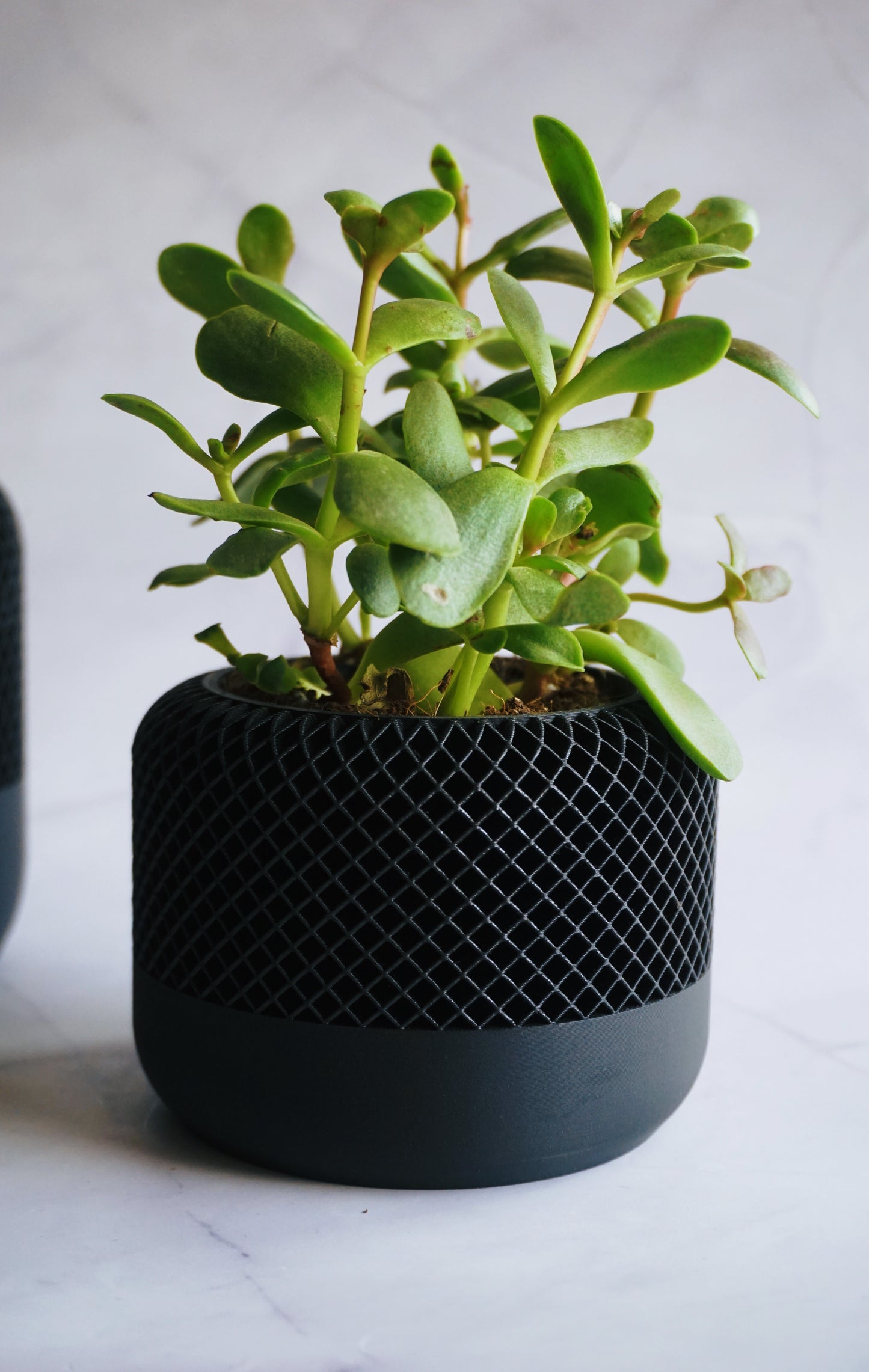 Succulent pot | Cactus pot | Indoor planter